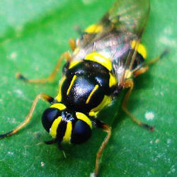 Oxycera rara